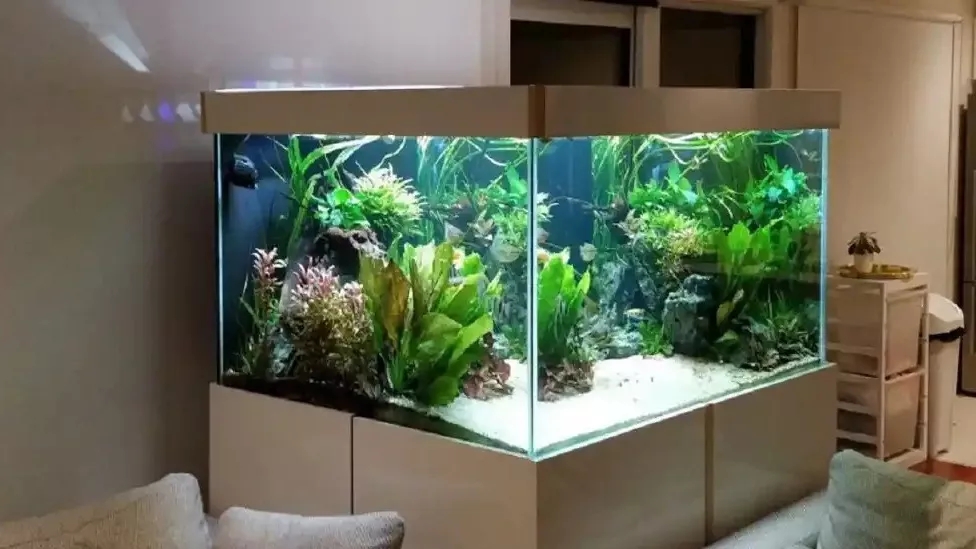 بررسی لوازم آکواریوم و کاربرد آن ها