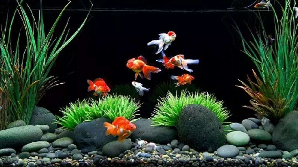 آکواریوم اقیانوس آبی سیرجان