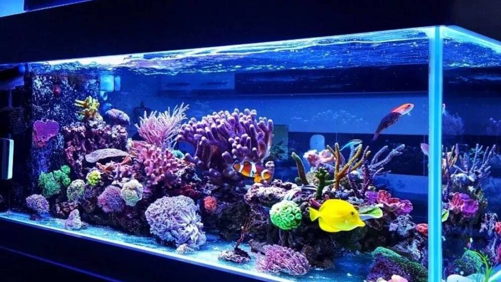 بررسی لوازم آکواریوم و کاربرد آن ها